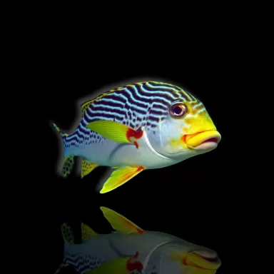 Plectorhinchus lineatus