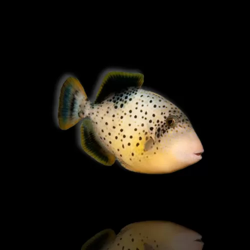 Rhinecanthus flavimarginatus