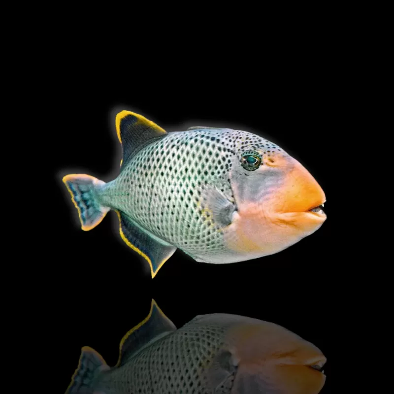 Rhinecanthus flavimarginatus Rhinecanthus flavimarginatus