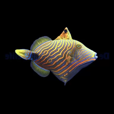 Balistapus undulatus