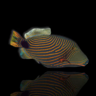 Balistapus undulatus