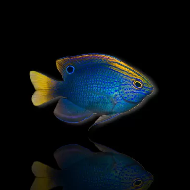 Pomacentrus vaiuli