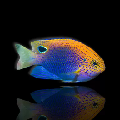 Pomacentrus vaiuli