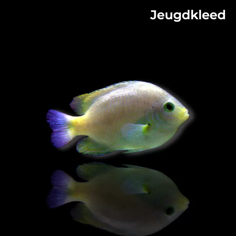 Pomacentrus moluccensis kopen? | Coralandfishstore.nl Pomacentrus moluccensis kopen? | Coralandfishstore.nl