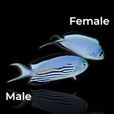 Genicanthus Watanabei Male Kopen? | Coralandfishstore.nl