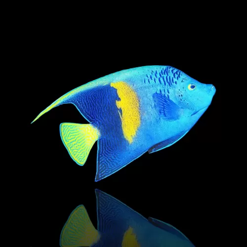 Möchten Sie Pomacanthus maculosus kaufen? | Coralandfishstore.nl