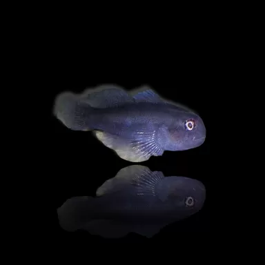 Gobiodon Acicularis
