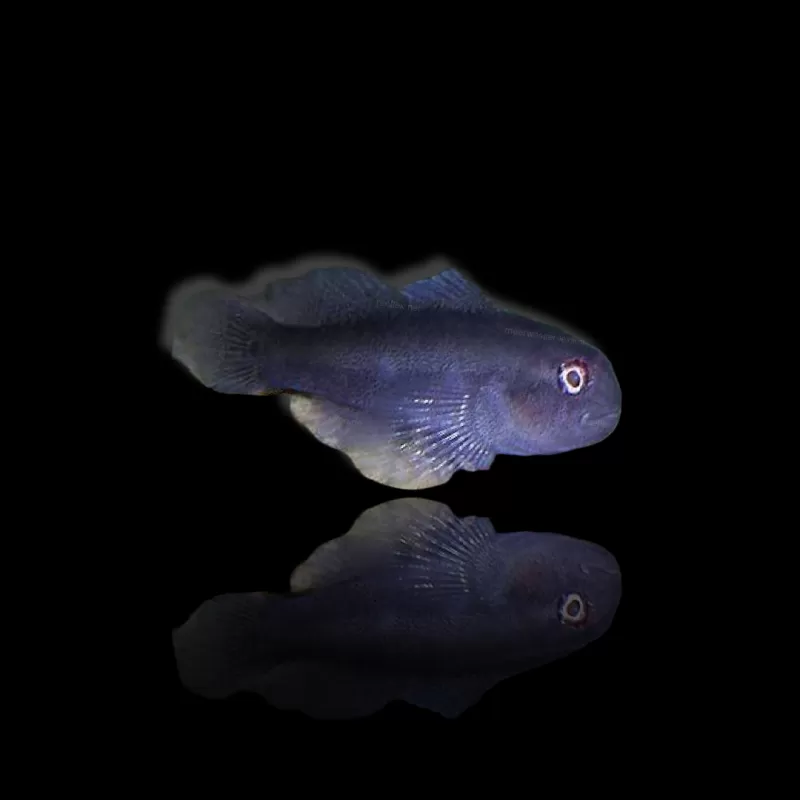 Gobiodon Acicularis Gobiodon Acicularis