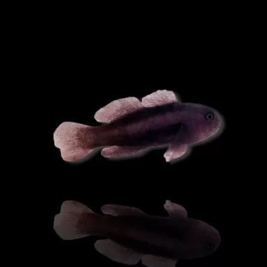 Gobiodon Acicularis