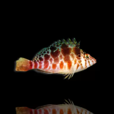 Cirrhitichthys aprinus – Korallenkletterer kaufen? | Coralandfishstore.nl