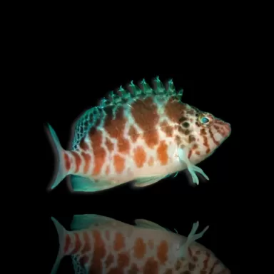 Cirrhitichthys aprinus