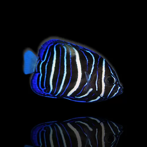 Pomacanthus Maculosus Juv