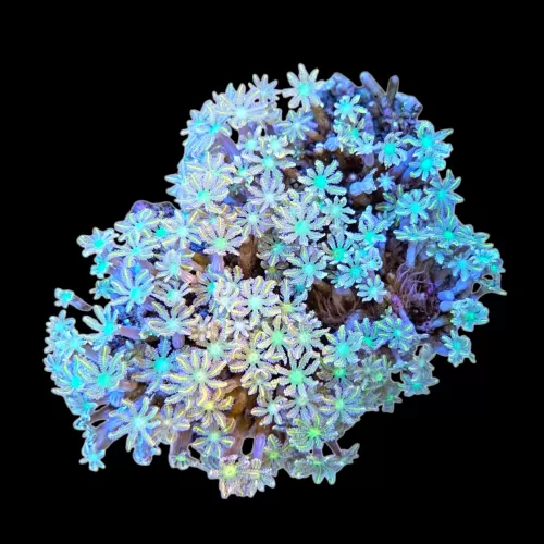 WYSIWYG 651 Clavularia