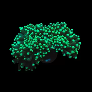 Euphyllia cristata groen  kop