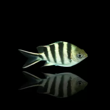 Abudefduf sexfasciatus