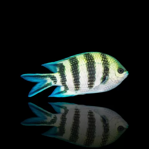 Abudefduf sexfasciatus