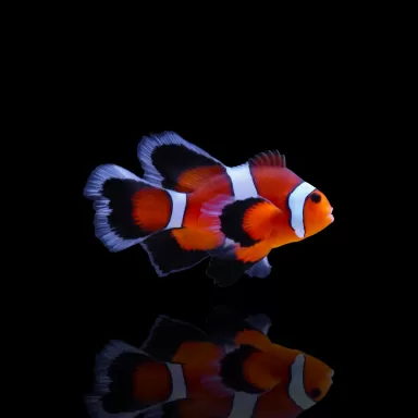Amphiprion ocellaris Long fin