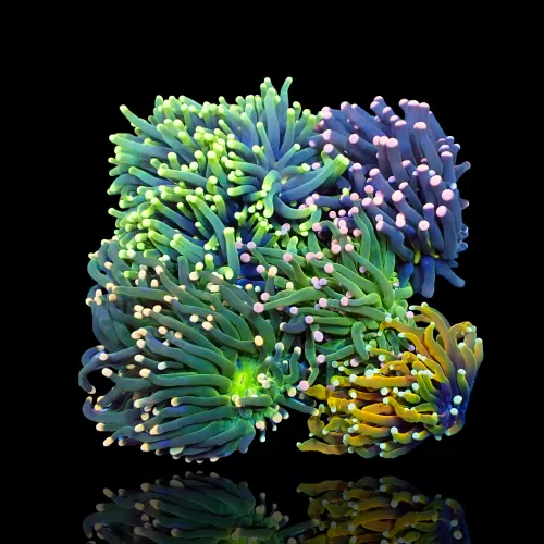 Euphyllia Glabrescens Mix Tuintje 3 koppen