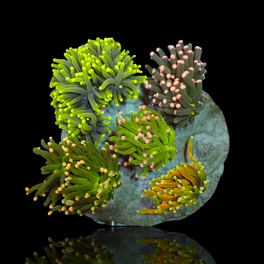 Euphyllia Glabrescens Mix Tuintje 3 koppen