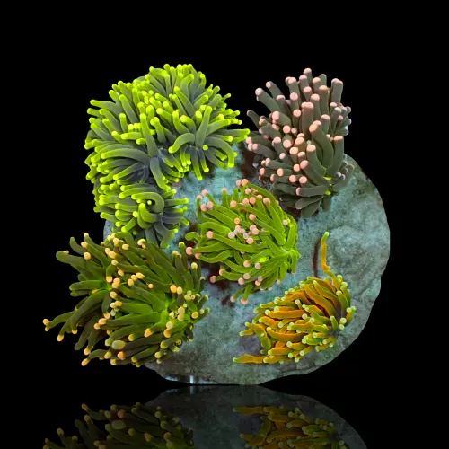Euphyllia Glabrescens Mix Tuintje 3 koppen