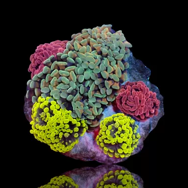 Euphyllia Paraancora Mix Tuintje 5 koppen