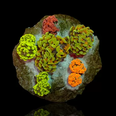 Euphyllia Paraancora Mix Tuintje 5 koppen