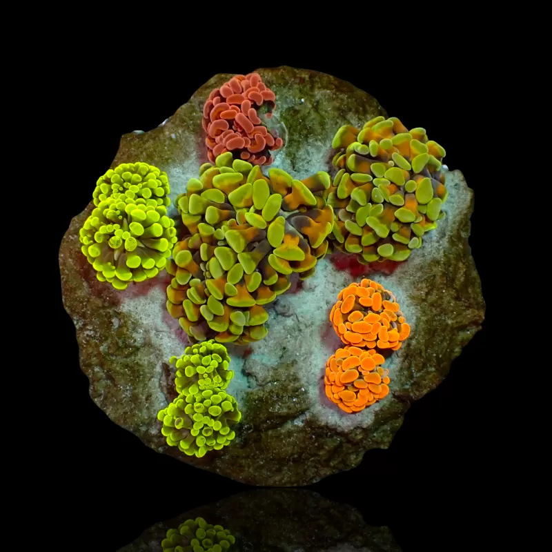 Möchten Sie Euphyllia Paraancora Mix Garden 5 Köpfe kaufen? Coralandfishstore.nl Möchten Sie Euphyllia Paraancora Mix Garden 5 Köpfe kaufen? Coralandfishstore.nl