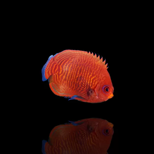 Centropyge aurantia (Tank Bred)