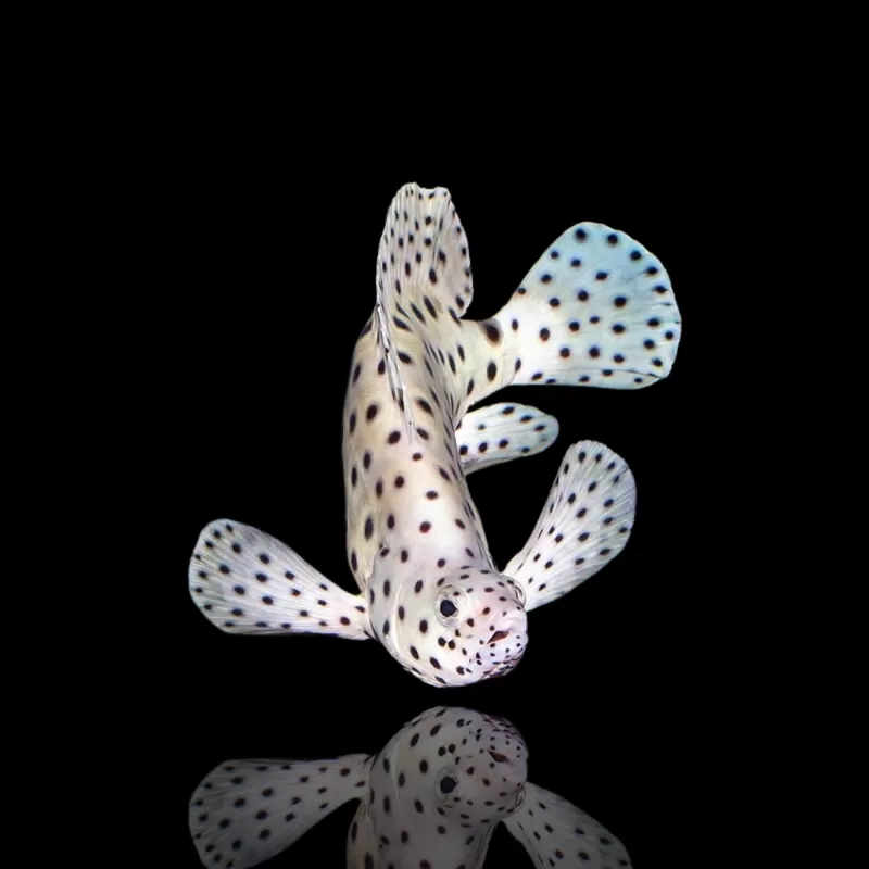 Möchten Sie Cromileptes altivelis M kaufen? Coralandfishstore.nl Möchten Sie Cromileptes altivelis M kaufen? Coralandfishstore.nl