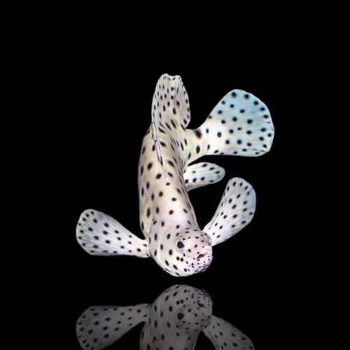 Möchten Sie Cromileptes altivelis M kaufen? Coralandfishstore.nl