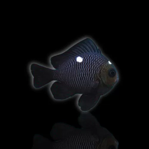 Dascyllus Trimaculatus
