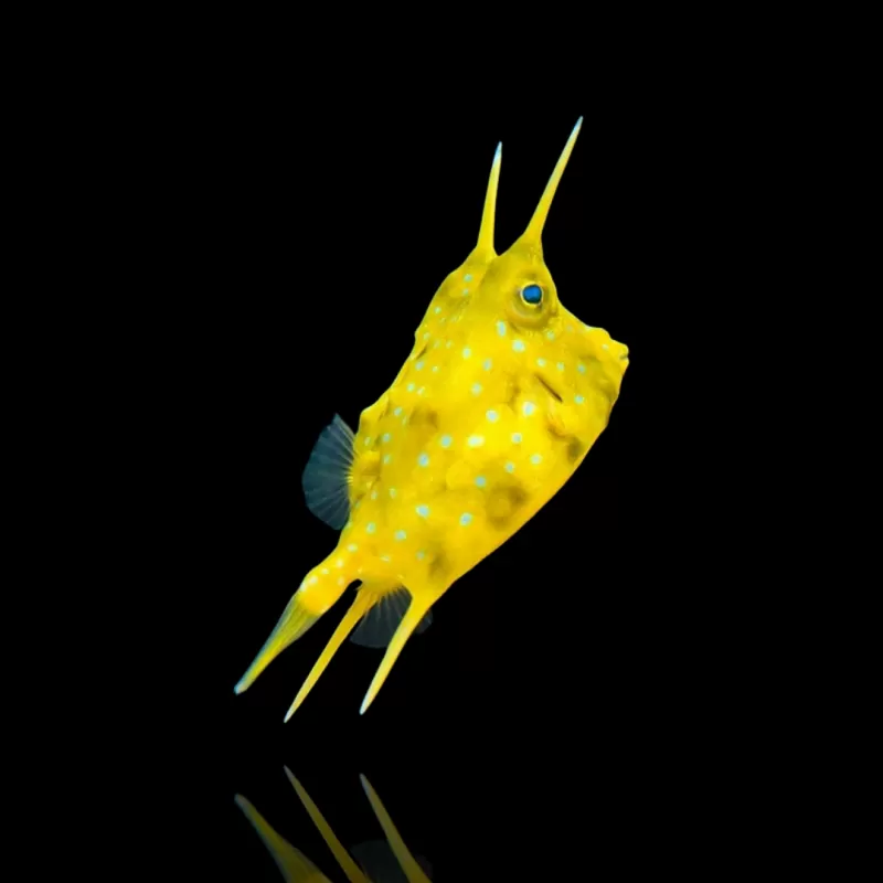 Lactoria Cornuta (M)