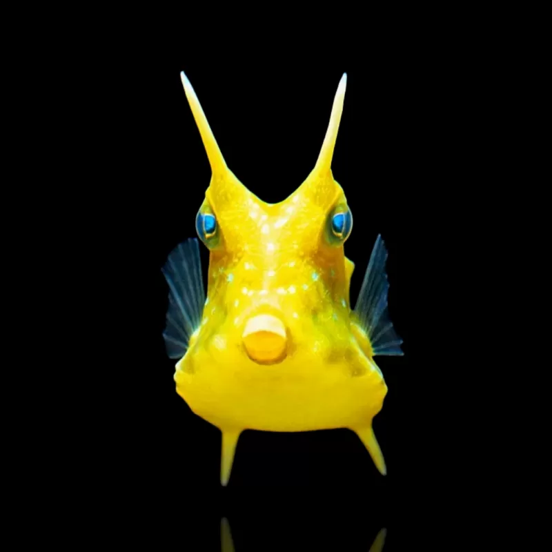 Lactoria Cornuta (M)