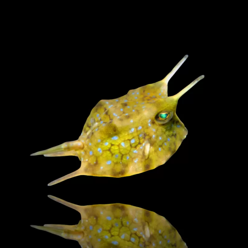 Lactoria Cornuta kaufen? | Coralandfishstore.nl