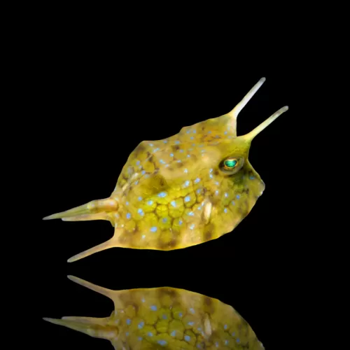 Lactoria Cornuta kaufen? | Coralandfishstore.nl