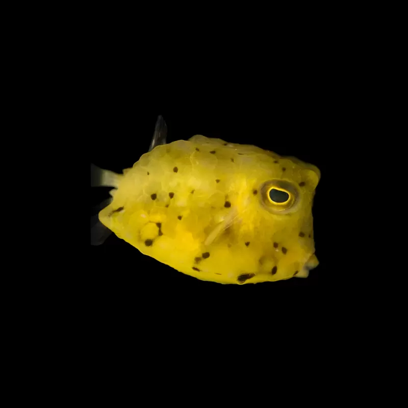 Lactoria Cornuta (M)