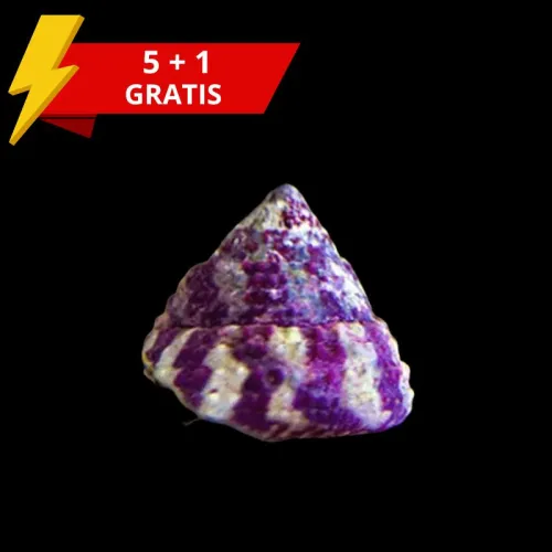 Möchten Sie Trochus Histrio 5 + 1 gratis bestellen? Coralandfishstore.nl