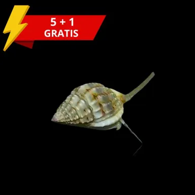 Nassarius Vibex 5 + 1 gratis kaufen? Coralandfishstore.nl