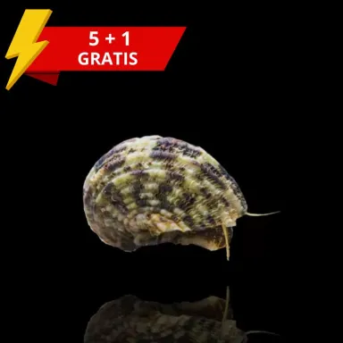 Turbo Brunneus 5 + 1 Gratis kaufen? Coralandfishstore.nl