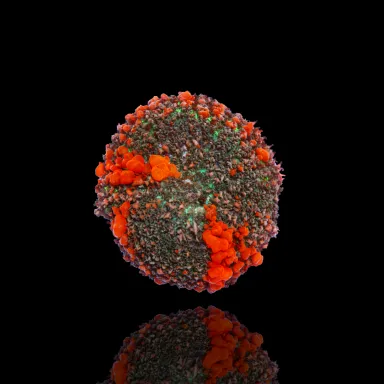 Rhodactis Bounce Rot Grün bestellen? l Coralandfishstore.nl