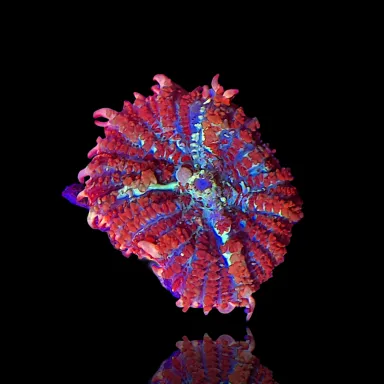 Rhodactis Bounce Red green bestellen ? l Coralandfishstore.nl