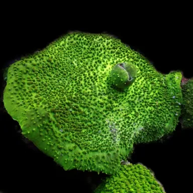Metarhodactis Boninensis Fluor Green