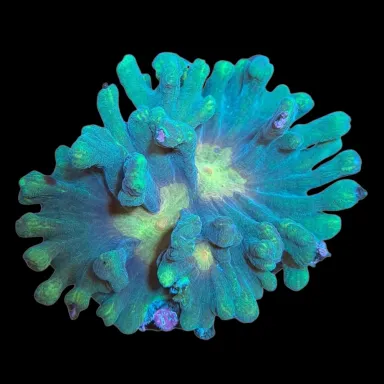 WYSIWYG 650 Pectinia