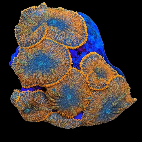 WYSIWYG 652 Rhodactis red orange
