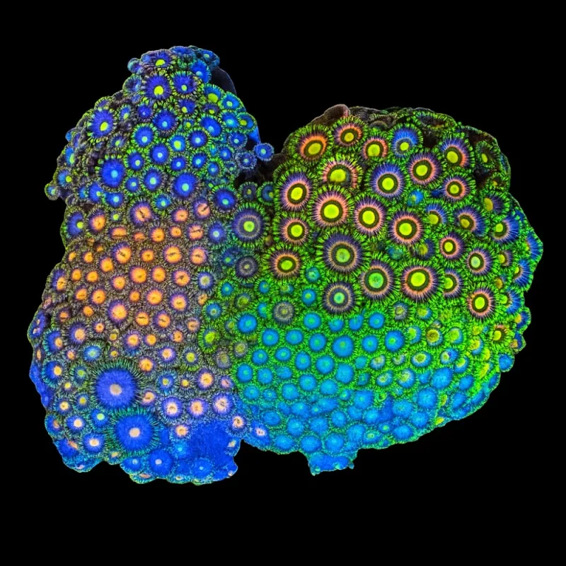 WYSIWYG 653 Zoanthus sp.
