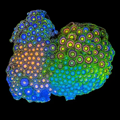 WYSIWYG 653 Zoanthus sp.