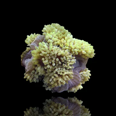 Stichodactyla Helianthus Green