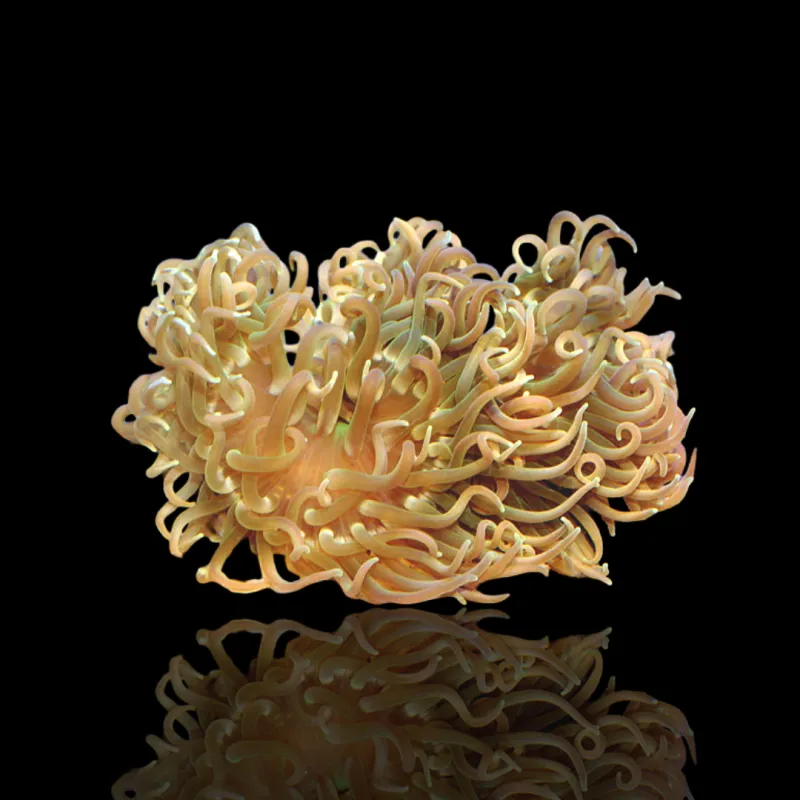 Macrodactyla doreensis grau kaufen? | Coralandfishstore.nl Macrodactyla doreensis grau kaufen? | Coralandfishstore.nl