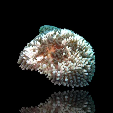 Stichodactyla Helianthus Assorted | Coralandfishstore.nl Stichodactyla Helianthus Assorted | Coralandfishstore.nl