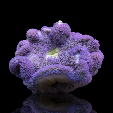 Stichodactyla Gigantea Purple Carpet Anemone| Coralandfishstore.nl